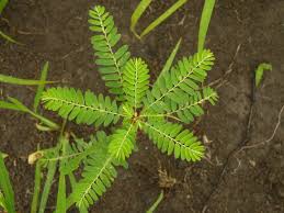 Image result for Phyllanthus parvulus