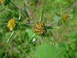 Image result for Sigesbeckia