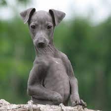 Italian Greyhound Puppies For Sale Greyhound Puppy Italian Greyhound Puppies Italian Greyhound