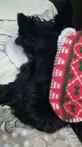 Bentley Snug As A Bug In A Rug Lol Bentley Snug Animals
