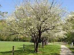 The state tree of virginia, the flowering dogwood has conspicuous white to light yellow flowers that offer magnificent blooms in spring. 13 Dogwood Trees Facts Origin Symbolism Legends More Facts Net