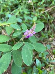 Image result for Grona heterocarpos