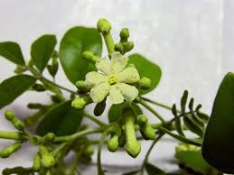 Image result for Schrebera