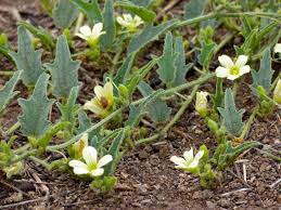 Image result for Cucumis zeyheri