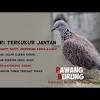 Bila dilihat sekilas kedua jenis lovebird baik yang jantan dan betina memang. Https Encrypted Tbn0 Gstatic Com Images Q Tbn And9gcs215kxt1wpmryafzd5zvxyrb Euqxslsvdexwgzfypppnhazoi Usqp Cau