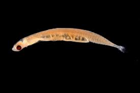 L'équipe de notre planète est partie en quête de filmer le légendaire régalec, un poisson. Le Plus Petit Poisson Du Monde Mesure 7 Mm Mer Ocean