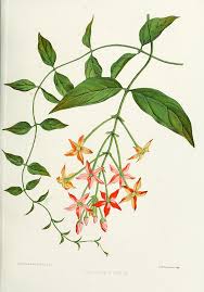 Image result for Quisqualis