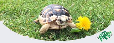 Give sulcata dried hibiscus flowers. The Tortoise Den Home Facebook