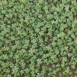 Image result for Marsilea minuta