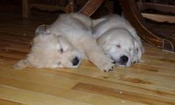 The sweet dog is looking for a calm and quiet home to enjoy his golden years. Golden Retriever Puppies For Sale In Scarborough Ontario Nice Pets In Canada