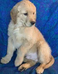 8 american bulldog puppies for sale. Golden Retriever Puppies For Sale Madison Wi 287499