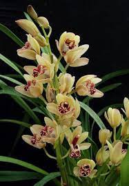 Most Up To Date Images Cymbidium Orchids Ideas If You Are New To Orchids You Needn T Be Fearful Of Them Man Cymbidium Orchids Care Orchid Care Orchid Plants