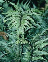 Image result for Athyrium
