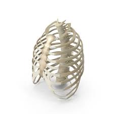 Rib cage human skeleton , rib cage transparent background png clipart. Ribcage Png Images Psds For Download Pixelsquid