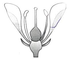 Classification of flowers based on position of ovary. Based On The Position Of Calyx Corolla And Androecium In Respect Of The Ovary On Thalamus The Flowers Are Described As Hypogynous Perigynous And Epigynous The Following Conditions Is Found In Img