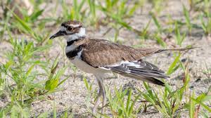 Bird Lifespans And Life Expectancy