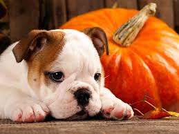 Free dog classifieds pawbe is here to help you find the perfect puppy for you and your family breeders and puppy owners can list.place your puppy ad. Three Counties Dog Rescue Dog Rescue