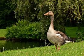 [Resim: images?q=tbn:ANd9GcTd6BX-v2Jl-D8Ntn907WM...cvFiTQ-Q&s]