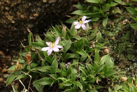 Image result for Xerophyta