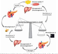 Homeostasis Pictures Homeostasis Pictures Pancreatic