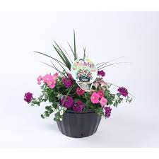 Ready Refill 1 5 Gallon Multicolor Spring Blooms In Pot Lowes Com Petunia Flower Spring Blooms Petunias
