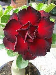 Pin By Ivan Julianto On Flores Red Flowers Adenium Flowers