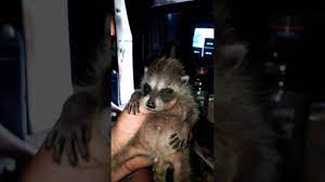 4 Week Old Baby Raccoon Starting To Open Its Eyes Youtube