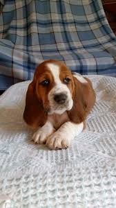 Storm basset hound | clt nc. Basset Hound For Sale In Wilkesboro Nc 11 Petzlover