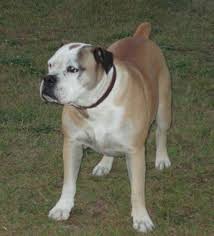 Dog Behavior Archives Cesar S Way Dogs Rare Dog Breeds Dog Behavior