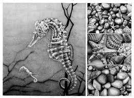 5 out of 5 stars (22) $ 5.05. A Secret Wish Of A Seahorse Drawing By Monika Jasnauskaite