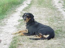 Image result for sedmihradský honič