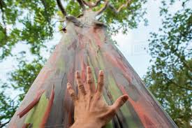 100pcs/bag rainbow eucalyptus seed tropical tree plantas home decoration beautiful garden plant rainbow eucalyptus tree. Mans Hand On Trunk Of Rainbow Eucalyptus Tree Eucalyptus Deglupta Or Rainbow Gum At Durban Botanic Gardens Durban Kwazulu Natal South Africa Stock Photo Dissolve