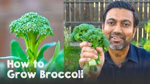 Broccoli plants will usually grow to be around two to three feet tall and roughly two to three feet wide. How To Grow Broccoli Complete Guide From Seed To Harvest Youtube