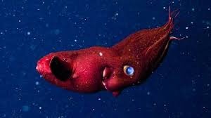It lives deep in the ocean, sometimes as low as 3000 feet down! Vampire Squid Fossil Lost During The Hungarian Revolution Rediscovered Live Science