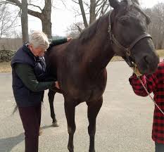 Signs Of A Healthy Horse Aaep