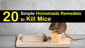 Diy rat poison and mouse poison for sale. 20 Simple Homemade Remedies To Kill Mice