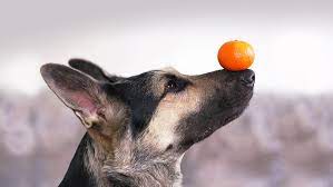 Oranges are a good source for vitamin c, vitamin b12, and other vitamins. Can Dogs Eat Oranges Read Before You Feed Purina