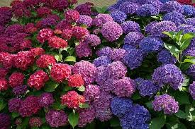 Dek kerana rupanya yang cantik, bunga siti zubaidah ini kini turut dijadikan sebagai bunga hiasan meja makan, gubahan hantaran dan tidak kurang juga sebagai cenderahati dalam bentuk jambangan. Cara Tukar Warna Bunga Hydrangea Alamsari Mini Garden Facebook