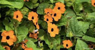 This post contains affiliate links which may earn me commissions should you click through them and take certain actions. Flowering Vines What Are 10 Of The Best Trellis Plants