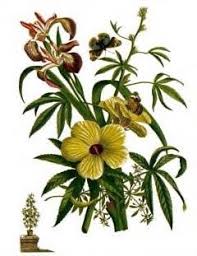 Image result for Hibiscus cannabinus