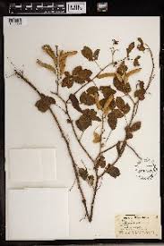 Image result for Chamaecrista grantii