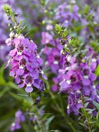 Image result for Angelonia