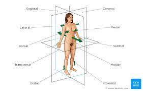 Start studying anatomy anatomical positions label. Basic Medical Terminology 101 Learn With Medical Quizzes Kenhub