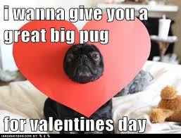 Awww Pugs And Kisses For Everypuggie Funny Valentine Memes Valentines Day Memes Pugs Funny