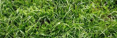 Image result for what kind of grass has thick coarse blades