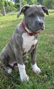 If you are a brindle color lover, you can get a blue nose pitbull in brindle color as. Raising A Puppy 3 Months Old Spencer The Pit Bull