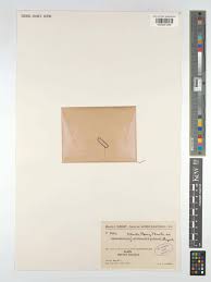 Image result for Laurembergia repens