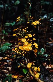 Image result for Siphonochilus kirkii - yellow-flowered form