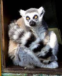 Lemur An African Ring Tailed Lemur Sponsored Paid Affiliate African Tailed Ring Lemur Lemur African Stock Images