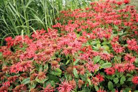 The chemical can kill and repel ants, ticks, fleas, spider mites, roaches,. Pest Control Services In Bradford Toronto Greenleaf Pest Control
